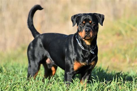 Miniature rottweiler - The typical Rottweiler for sale in Texas is a large and strong dog with a hardworking nature. A healthy, fully-grown Rottie weighs about 100-130 pounds and measures around 26-28 inches at the shoulders. They can live for 8-10 years on average and are known for their strong and sturdy builds, but beneath that tough exterior, most Rotties are ... 